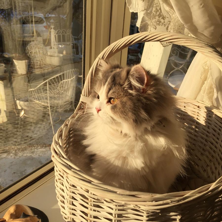 Mt Fuji Cat&Dog&Spa Pension Blue Poppy Fujikawaguchiko Exterior foto