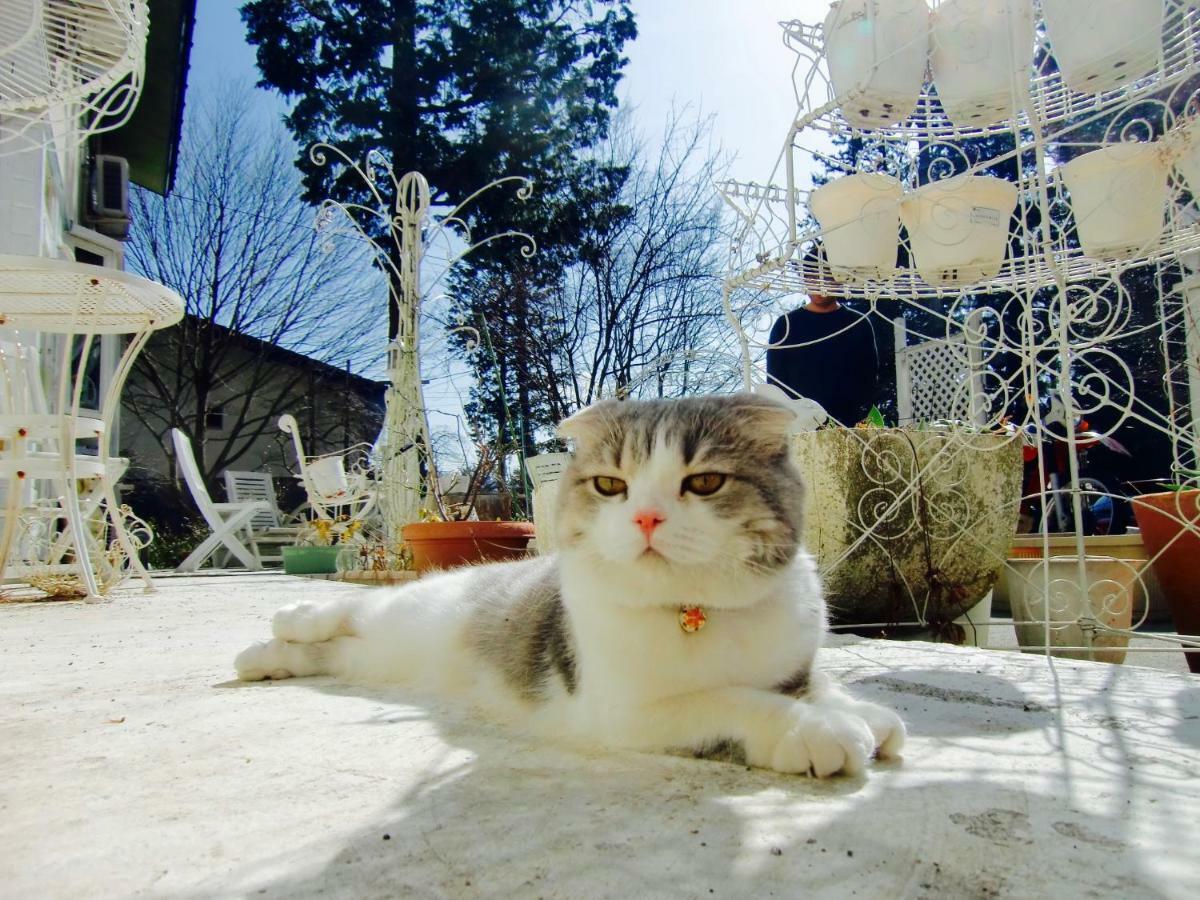 Mt Fuji Cat&Dog&Spa Pension Blue Poppy Fujikawaguchiko Exterior foto